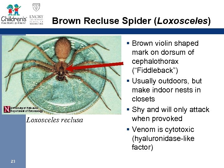 Brown Recluse Spider (Loxosceles) Loxosceles reclusa 23 § Brown violin shaped mark on dorsum