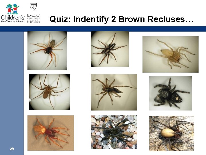 Quiz: Indentify 2 Brown Recluses… 29 