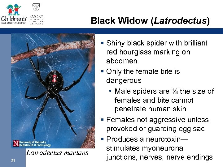 Black Widow (Latrodectus) Latrodectus mactans 31 § Shiny black spider with brilliant red hourglass