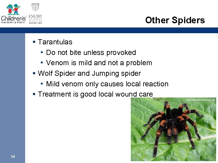 Other Spiders § Tarantulas • Do not bite unless provoked • Venom is mild