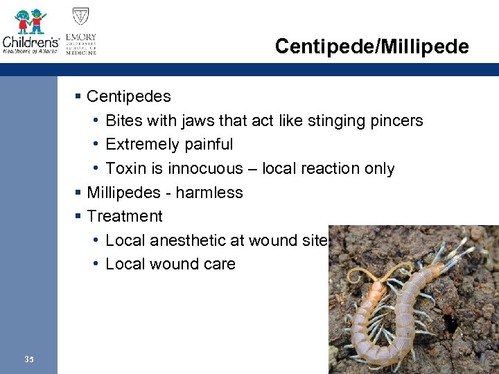 Centipede/Millipede § Centipedes • Bites with jaws that act like stinging pincers • Extremely