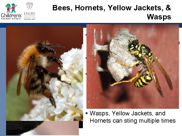 Bees, Hornets, Yellow Jackets, & Wasps § Bees have a barbed stinger next to