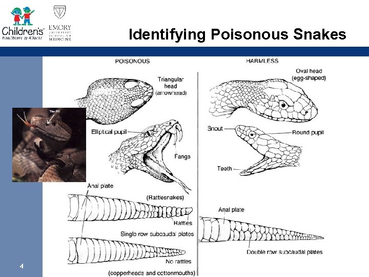 Identifying Poisonous Snakes 4 