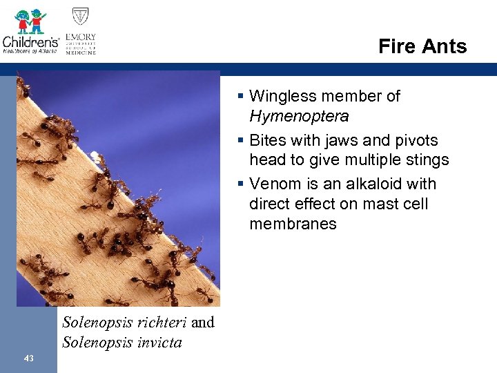 Fire Ants § Wingless member of Hymenoptera § Bites with jaws and pivots head