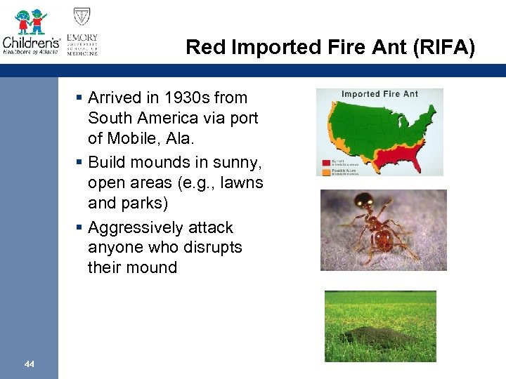 Red Imported Fire Ant (RIFA) § Arrived in 1930 s from South America via