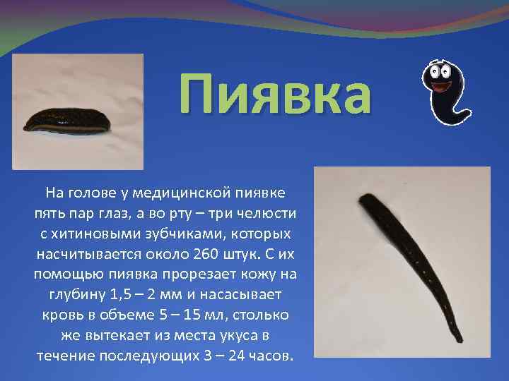Пиявка На голове у медицинской пиявке пять пар глаз, а во рту – три