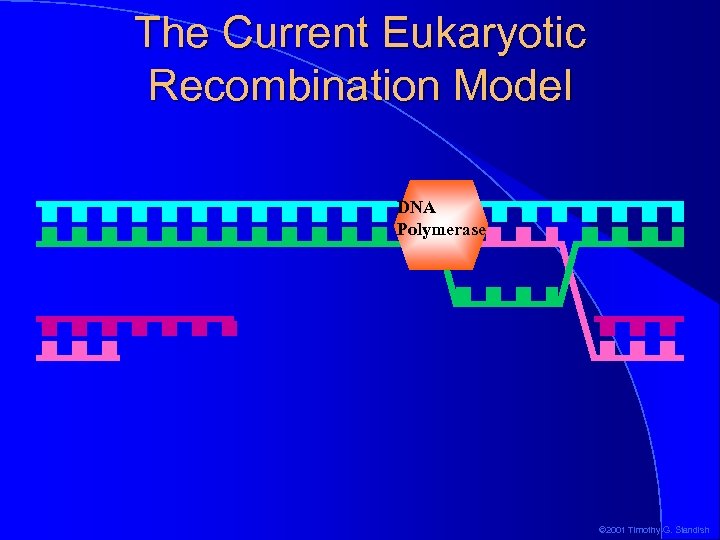 The Current Eukaryotic Recombination Model DNA Polymerase © 2001 Timothy G. Standish 