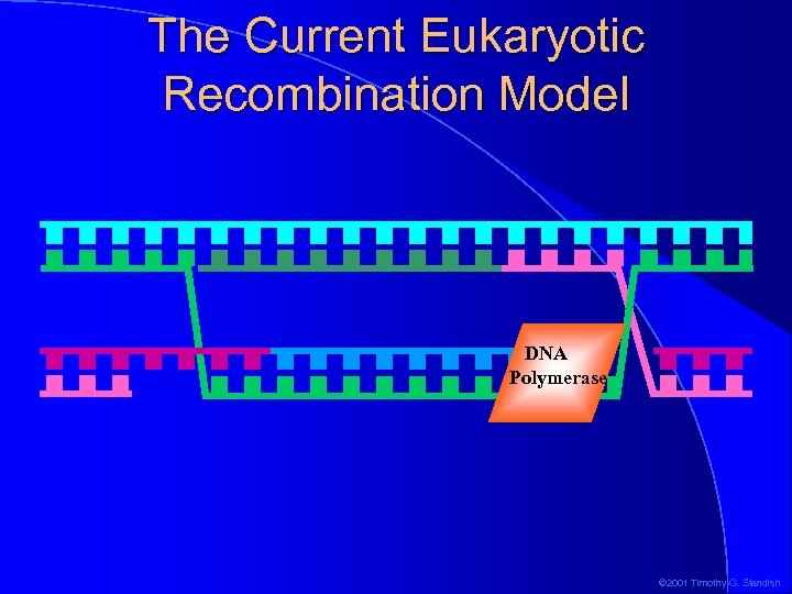The Current Eukaryotic Recombination Model DNA Polymerase © 2001 Timothy G. Standish 
