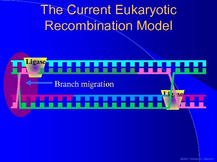 The Current Eukaryotic Recombination Model Ligase Branch migration Ligase © 2001 Timothy G. Standish