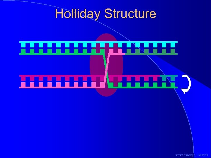 Holliday Structure © 2001 Timothy G. Standish 