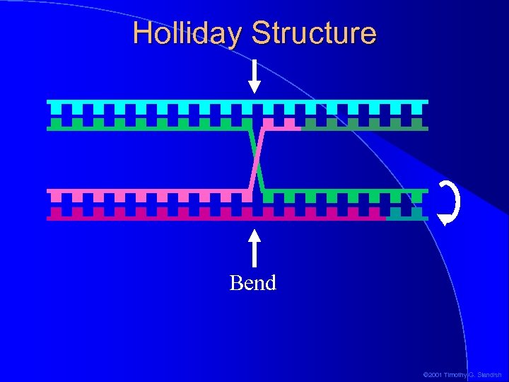 Holliday Structure Bend © 2001 Timothy G. Standish 