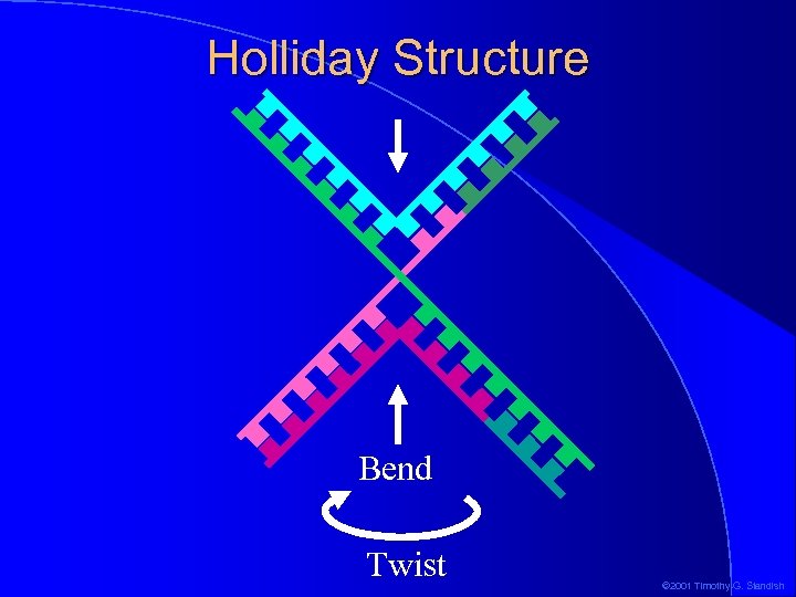 Holliday Structure Bend Twist © 2001 Timothy G. Standish 