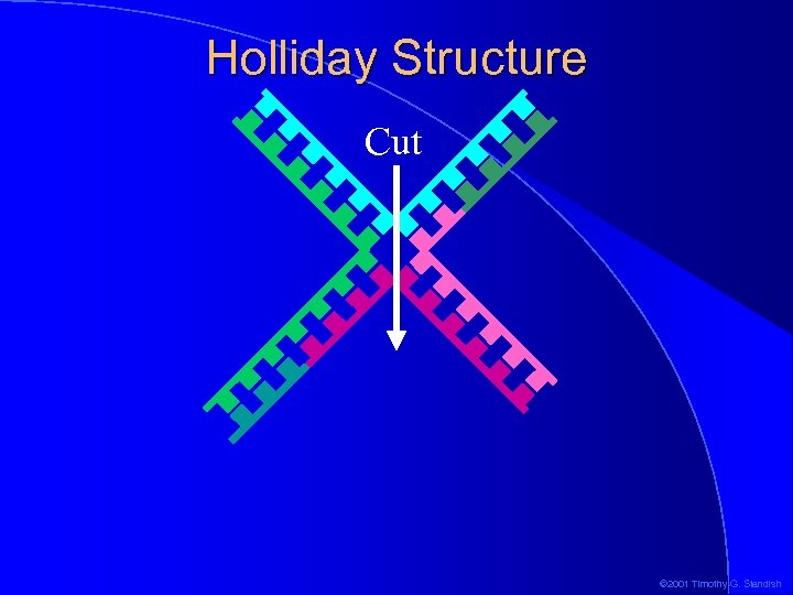 Holliday Structure Cut © 2001 Timothy G. Standish 