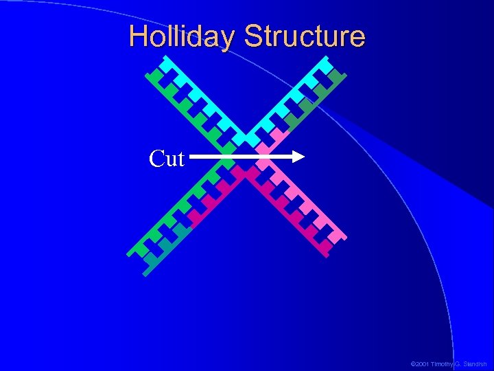 Holliday Structure Cut © 2001 Timothy G. Standish 
