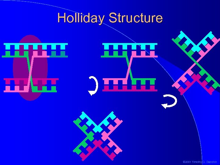 Holliday Structure © 2001 Timothy G. Standish 