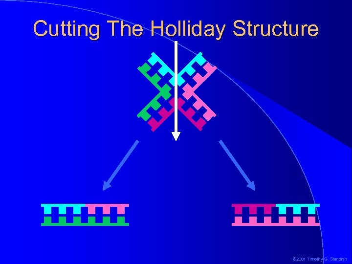 Cutting The Holliday Structure © 2001 Timothy G. Standish 