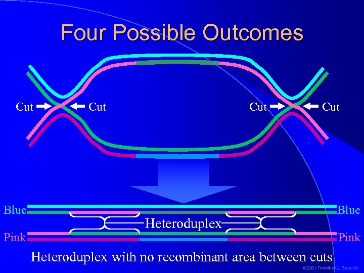 Four Possible Outcomes Cut Blue Pink Cut Cut Blue Heteroduplex Pink Heteroduplex with no