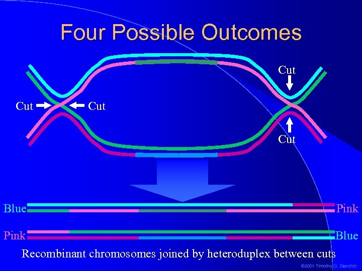 Four Possible Outcomes Cut Cut Blue Pink Blue Recombinant chromosomes joined by heteroduplex between