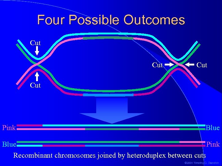 Four Possible Outcomes Cut Cut Pink Blue Pink Recombinant chromosomes joined by heteroduplex between