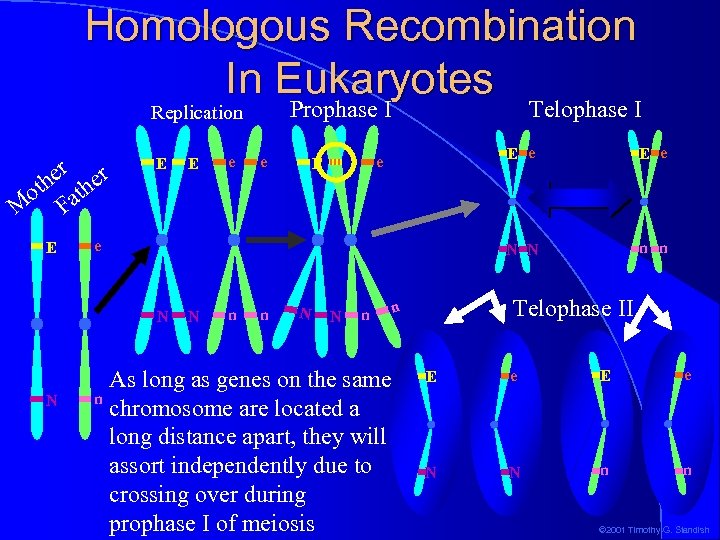Homologous Recombination In Eukaryotes Prophase I Replication er er oth ath M F E