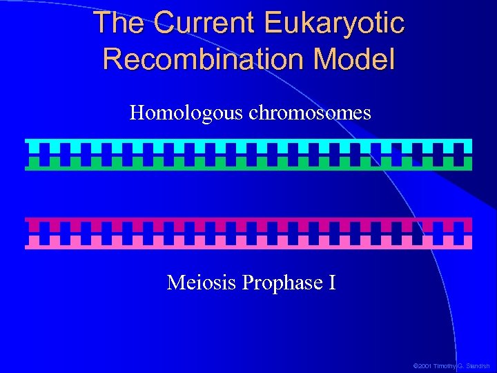 The Current Eukaryotic Recombination Model Homologous chromosomes Meiosis Prophase I © 2001 Timothy G.