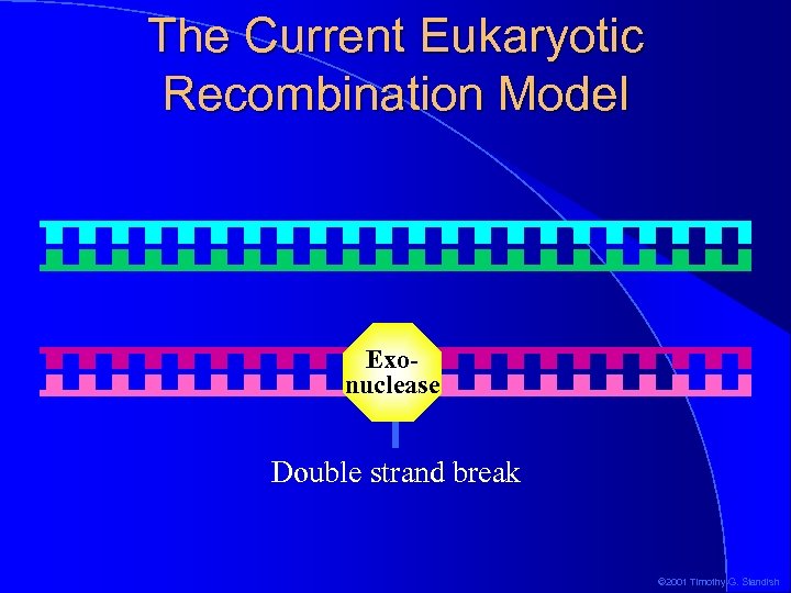 The Current Eukaryotic Recombination Model Exonuclease Double strand break © 2001 Timothy G. Standish