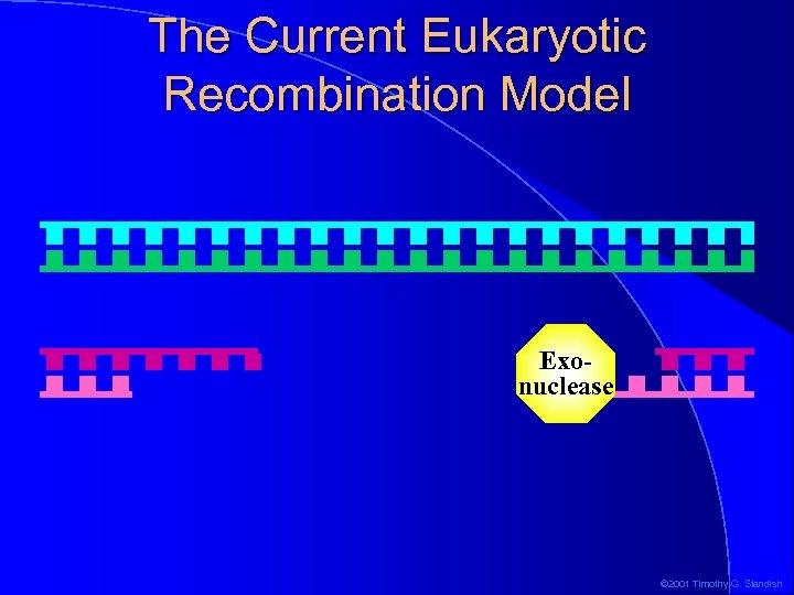 The Current Eukaryotic Recombination Model Exonuclease © 2001 Timothy G. Standish 