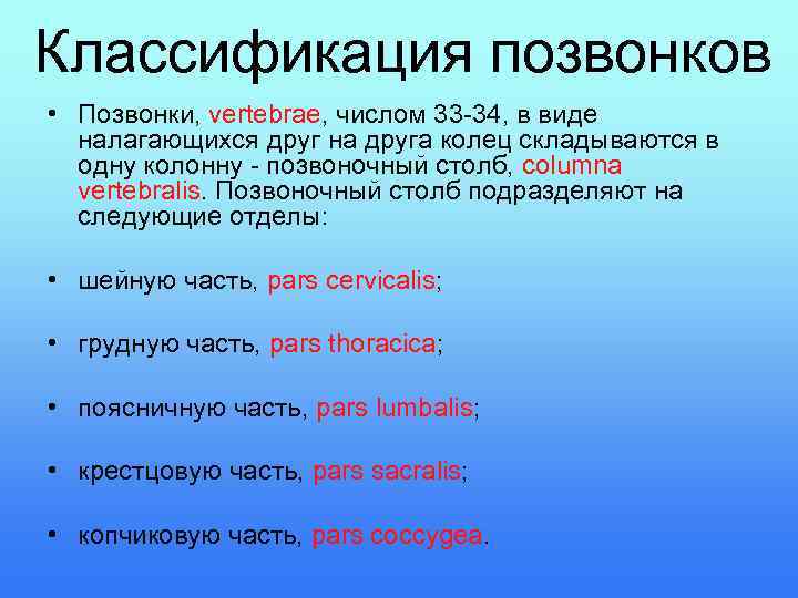 Классификация позвонков • Позвонки, vertebrae, числом 33 -34, в виде налагающихся друг на друга