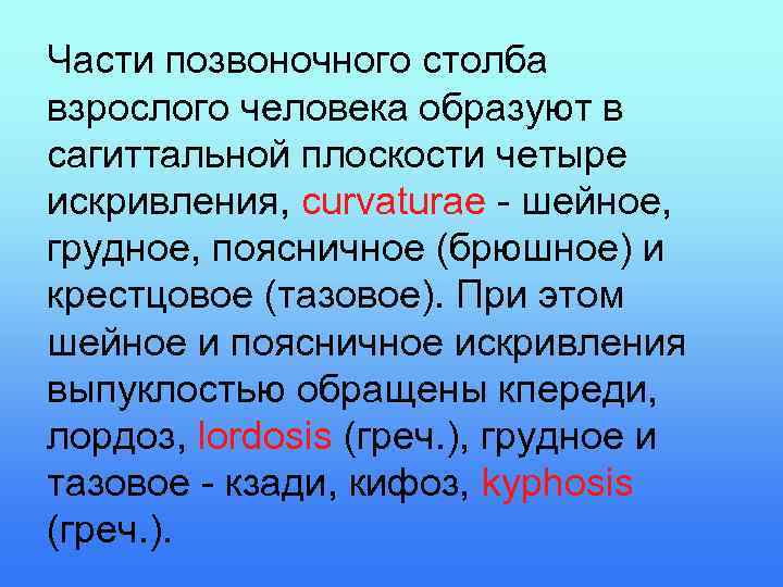 Части позвоночного столба взрослого человека образуют в сагиттальной плоскости четыре искривления, curvaturae - шейное,