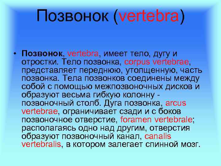 Позвонок (vertebra) • Позвонок, vertebra, имеет тело, дугу и отростки. Тело позвонка, corpus vertebrae,