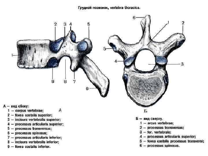 Грудные позвонки тип кости. Грудной позвонок вид сбоку анатомия. Строение грудного позвонка анатомия. Строение позвонка вид сбоку.