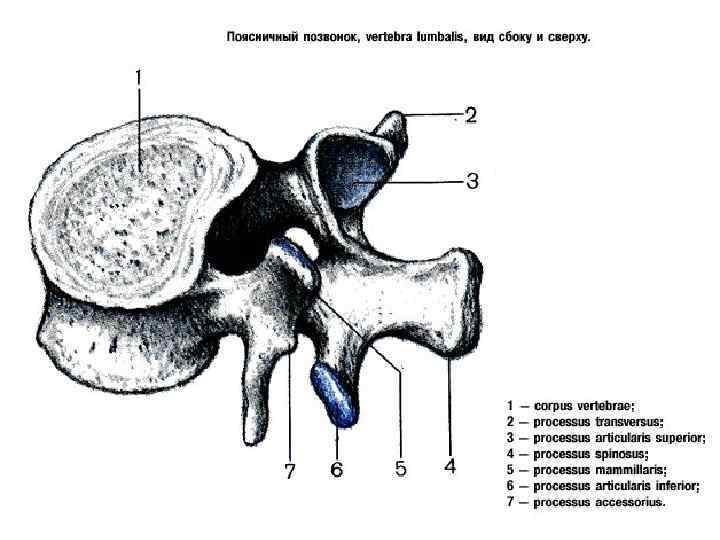 5 поясничный позвонок. Processus articularis Interior vertebrae lumbalis Secundae.