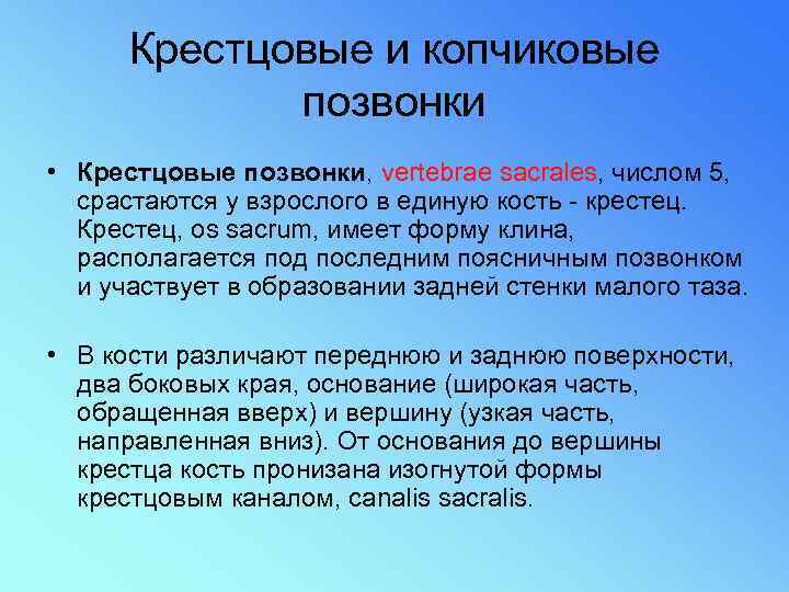 Крестцовые и копчиковые позвонки • Крестцовые позвонки, vertebrae sacrales, числом 5, срастаются у взрослого