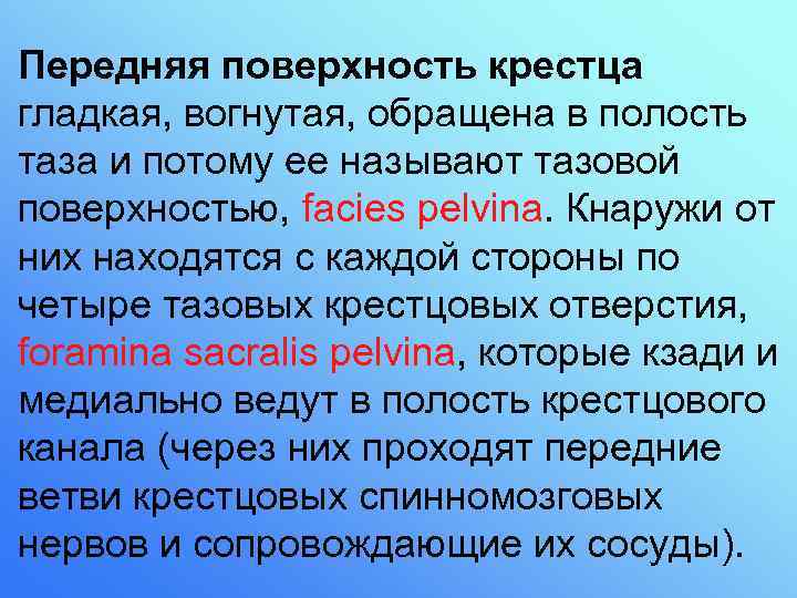 Передняя поверхность крестца гладкая, вогнутая, обращена в полость таза и потому ее называют тазовой