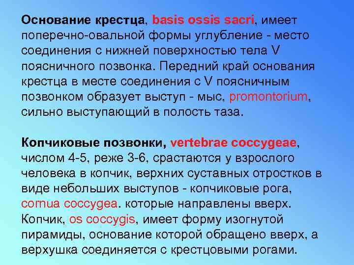 Основание крестца, basis ossis sacri, имеет поперечно-овальной формы углубление - место соединения с нижней