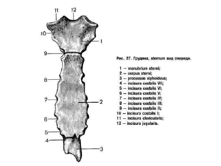 Схема строения грудины