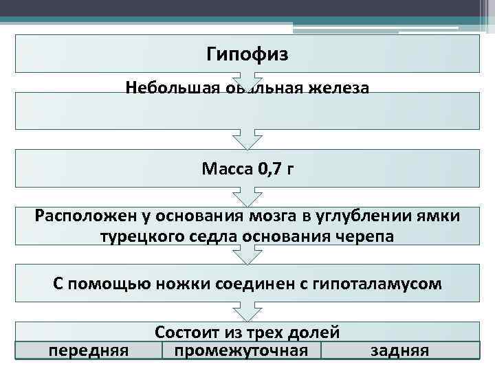 Гипофиз Небольшая овальная железа Масса 0, 7 г Расположен у основания мозга в углублении