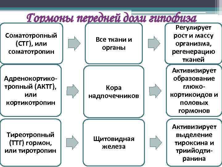 Гормоны передней доли гипофиза Соматотропный (СТГ), или соматотропин Все ткани и органы Адренокортикотропный (АКТГ),