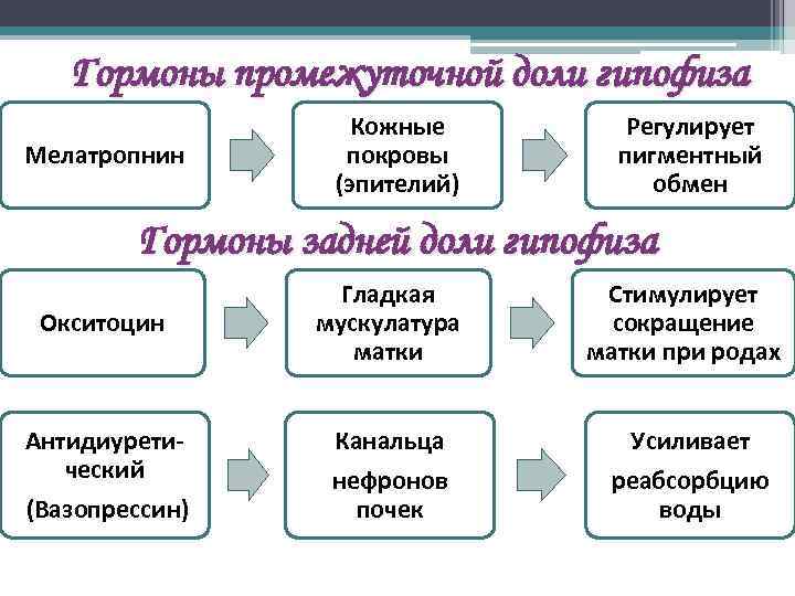 Гормоны промежуточной доли гипофиза Мелатропнин Кожные покровы (эпителий) Регулирует пигментный обмен Гормоны задней доли