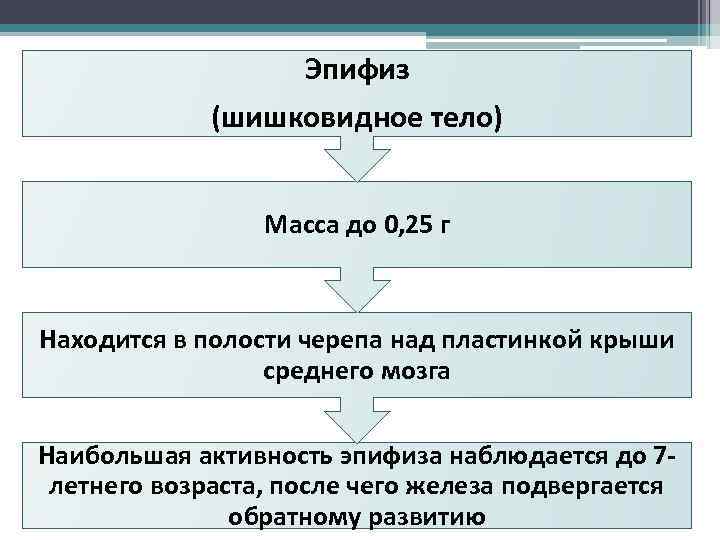 Эпифиз (шишковидное тело) Масса до 0, 25 г Находится в полости черепа над пластинкой