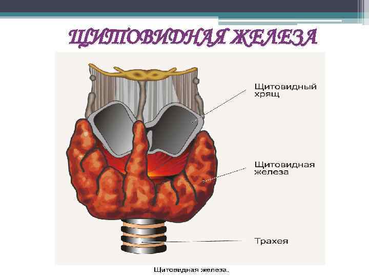 ЩИТОВИДНАЯ ЖЕЛЕЗА 