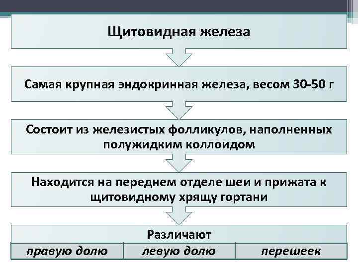 Щитовидная железа Самая крупная эндокринная железа, весом 30 -50 г Состоит из железистых фолликулов,