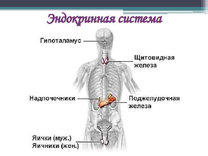 Эндокринная система 