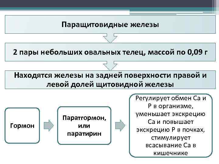 Паращитовидные железы 2 пары небольших овальных телец, массой по 0, 09 г Находятся железы