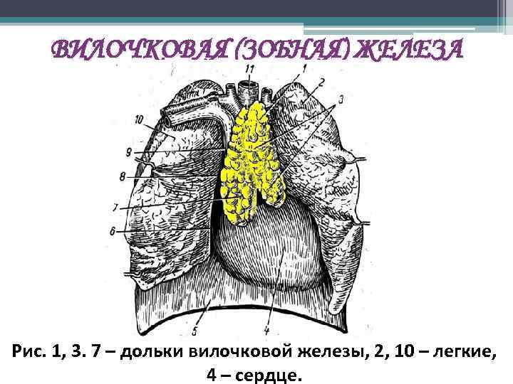 Какой цифрой на рисунке обозначен тимус