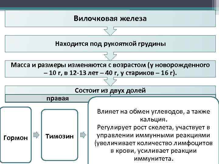 Вилочковая железа Находится под рукояткой грудины Масса и размеры изменяются с возрастом (у новорожденного