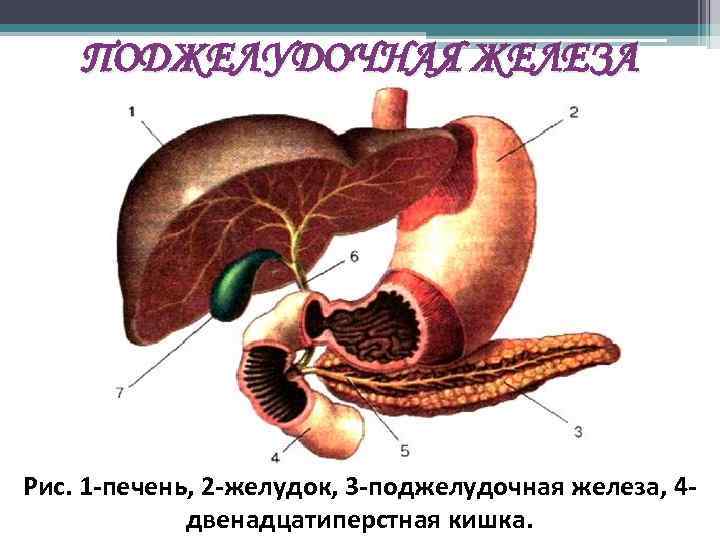 Поджелудочная железа тип железы