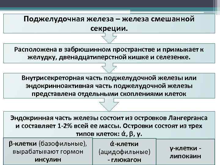 Поджелудочная железа – железа смешанной секреции. Расположена в забрюшинном пространстве и примыкает к желудку,