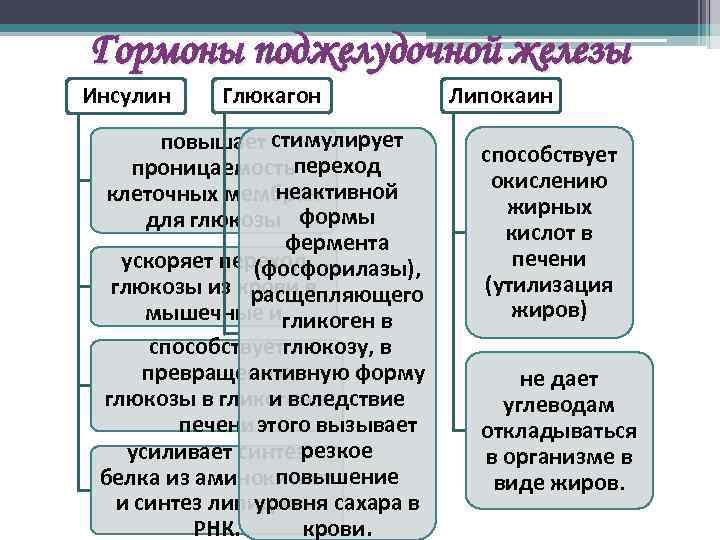 Гормоны поджелудочной железы Инсулин Глюкагон повышает стимулирует проницаемостьпереход неактивной клеточных мембран для глюкозы формы