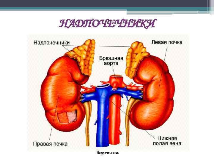 НАДПОЧЕЧНИКИ 